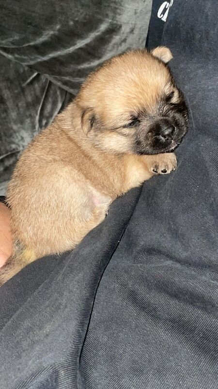 Puppies for sale in New Basford, Nottinghamshire - Image 2