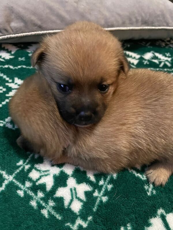 Puppies for sale in New Basford, Nottinghamshire - Image 3