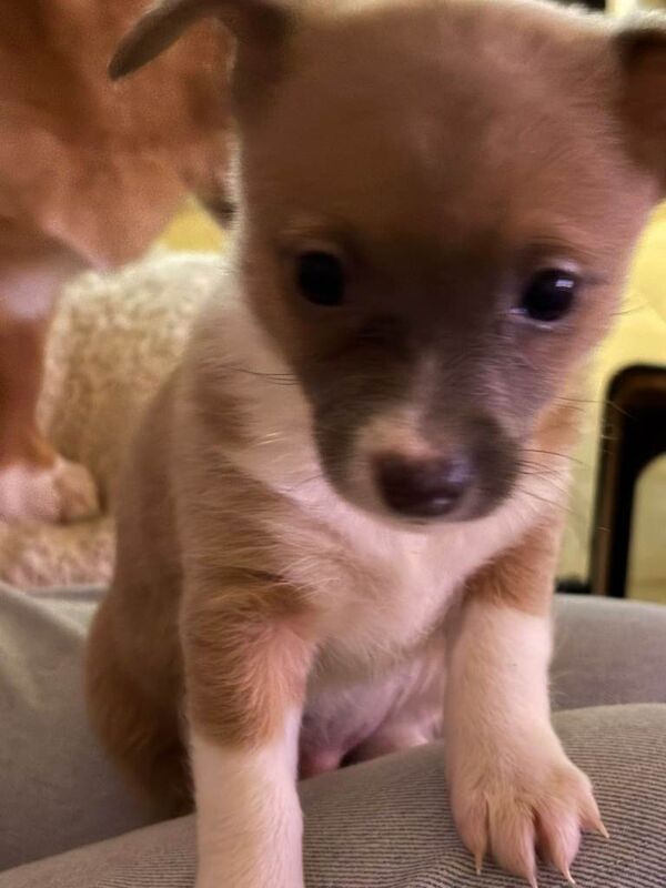 Pomeranian puppies for sale in Londonderry, County Londonderry – 7 weeks old