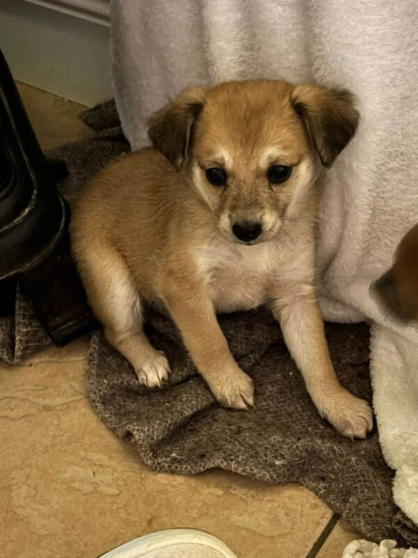 Pomeranian puppies for sale in Londonderry, County Londonderry – 7 weeks old - Image 2 of 3