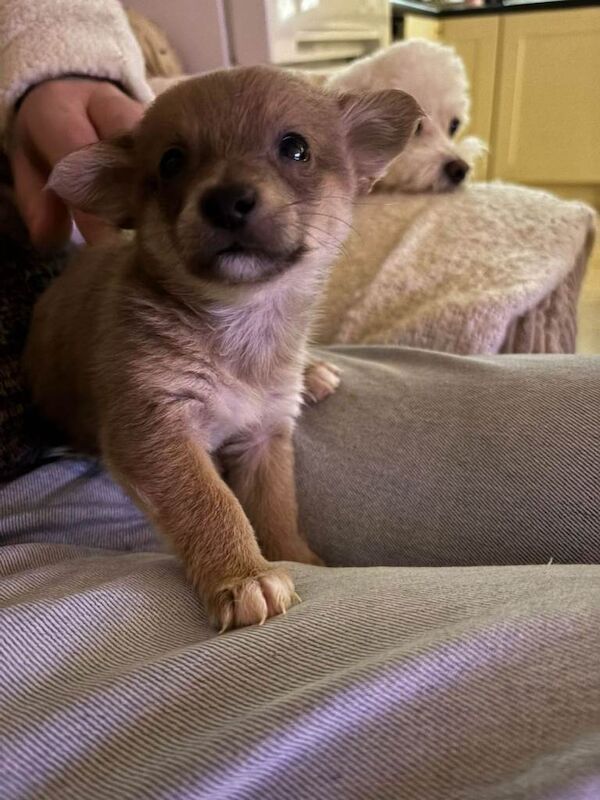 Pomeranian puppies for sale in Londonderry, County Londonderry – 7 weeks old - Image 3 of 3
