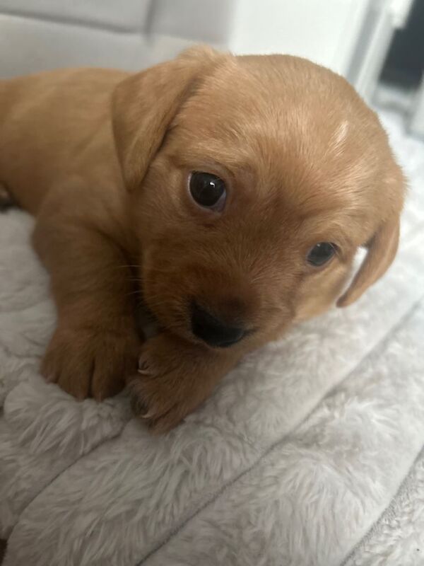 Pomeranian Puppies For Sale Under £1,000