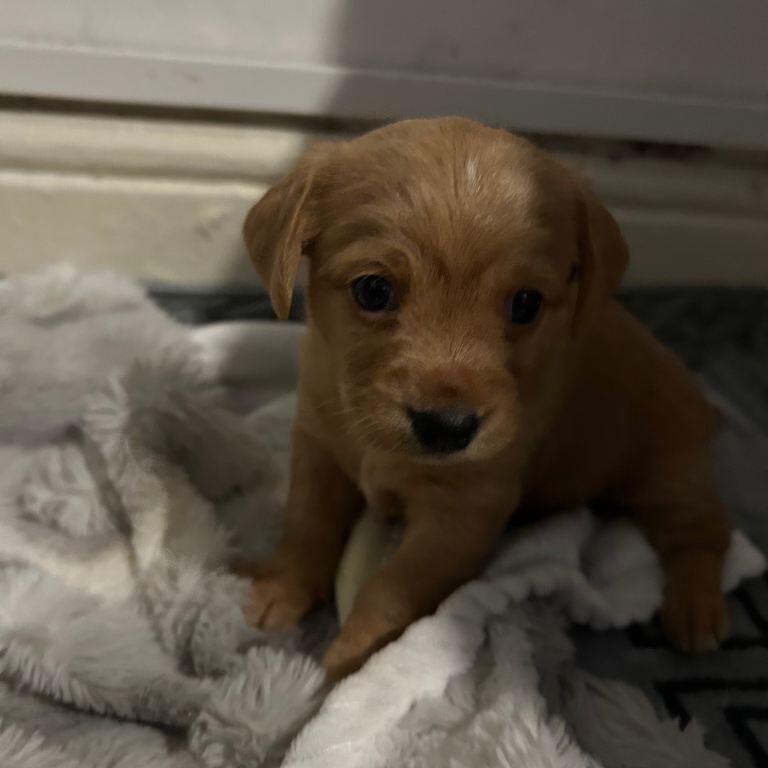 Puppies - Image 2 of 4