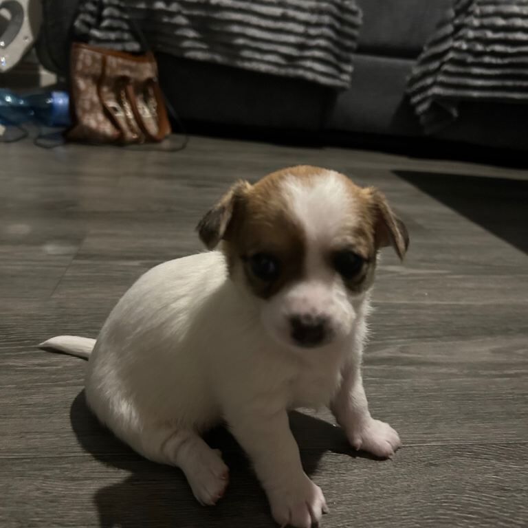 Puppies - Image 3 of 4
