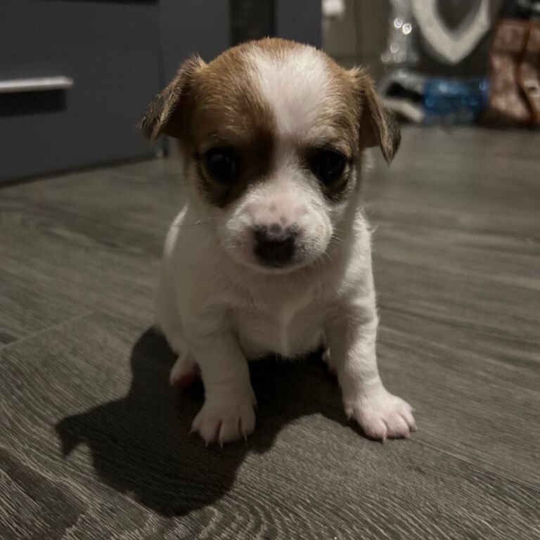 Puppies - Image 4 of 4