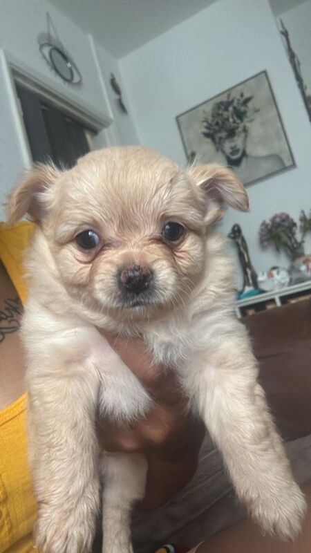 Pomeranian Puppies For Sale