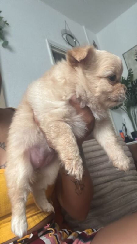 Puppies for sale - Image 2 of 6
