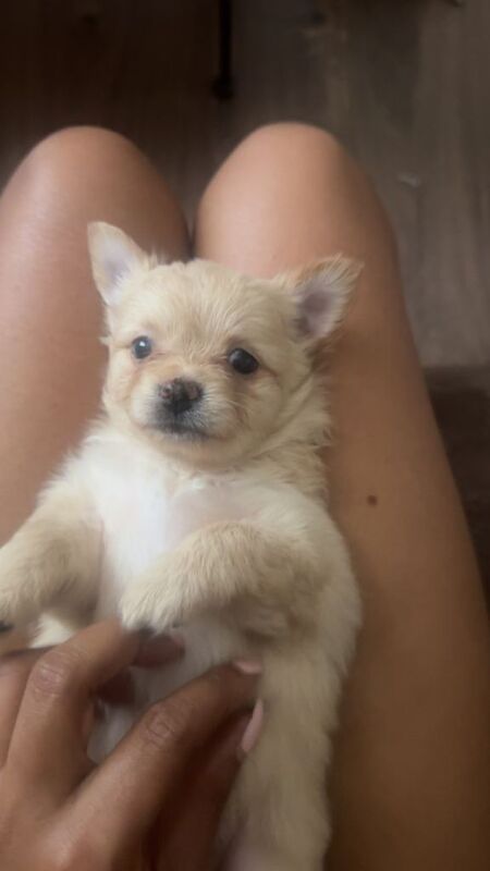 Puppies for sale - Image 3 of 6
