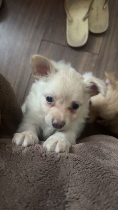 Puppies for sale - Image 4 of 6