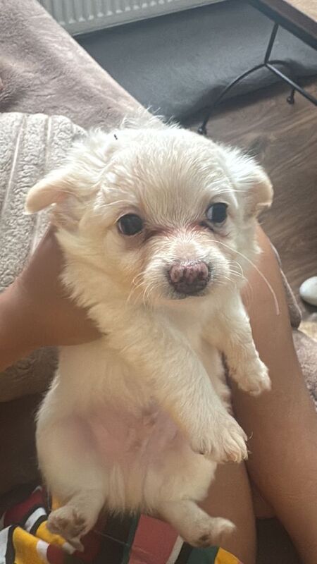 Puppies for sale - Image 5 of 6
