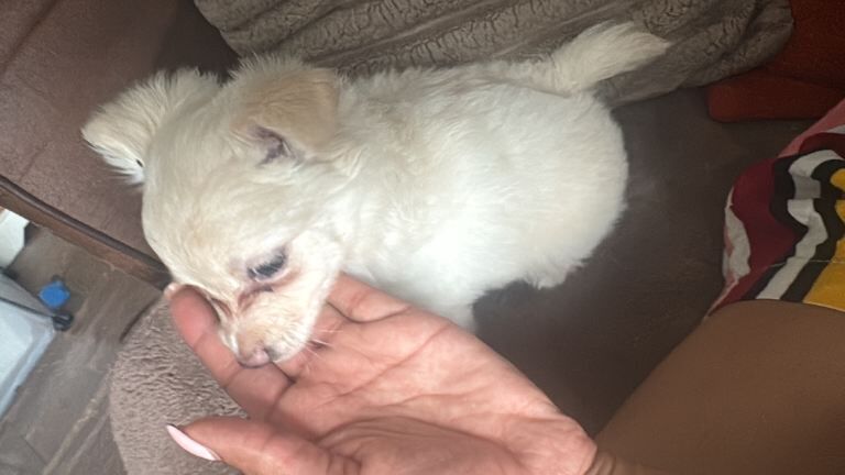 Puppies for sale - Image 6 of 6