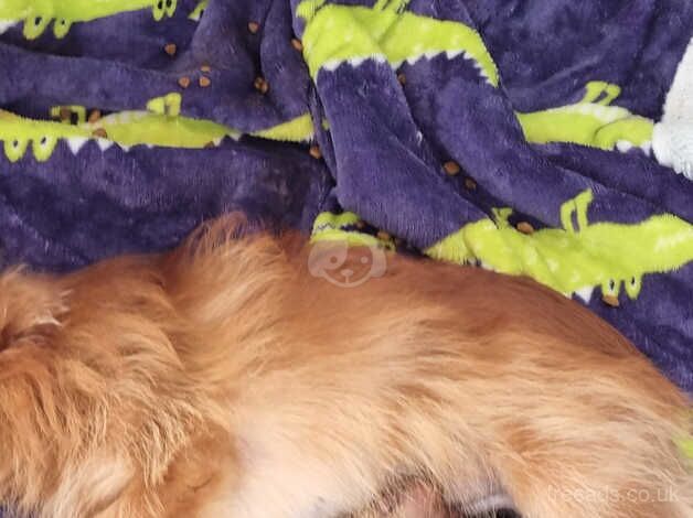 Puppies - Image 2 of 4