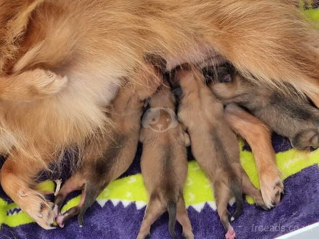 Puppies - Image 3 of 4