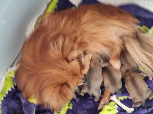 Puppies - Image 4 of 4