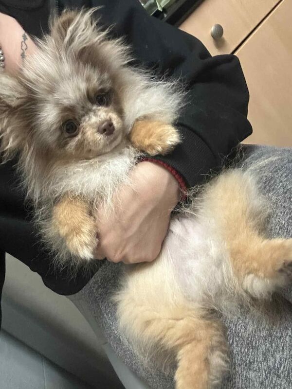 Pomeranian puppies for sale in Newcastle upon Tyne, Tyne and Wear – KC registered, 3 months old - Image 3 of 3