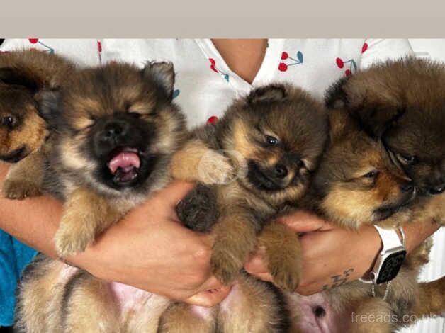 Pomeranian puppies for sale in Brent, Cornwall – KC registered, 1 year old - Image 1 of 5