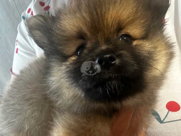 Pomeranian puppies for sale in Brent, Cornwall – KC registered, 1 year old - Image 2 of 5