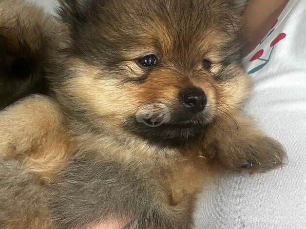 Pomeranian puppies for sale in Brent, Cornwall – KC registered, 1 year old - Image 3 of 5