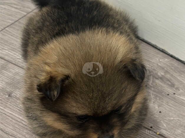 Pomeranian puppies for sale in Brent, Cornwall – KC registered, 1 year old - Image 4 of 5