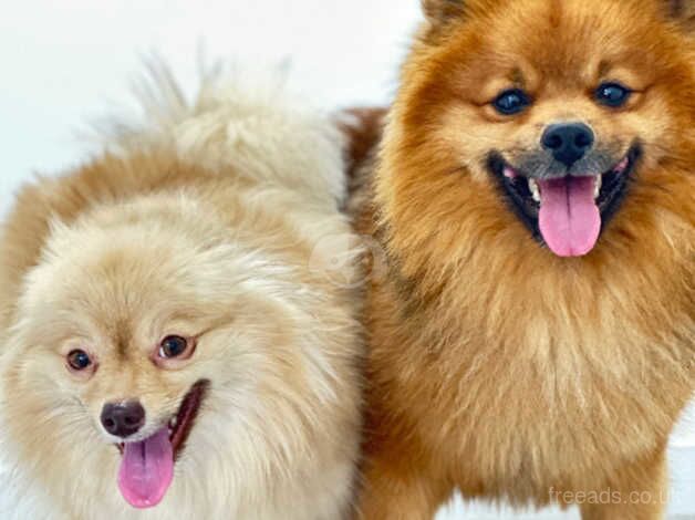 Pomeranian puppies for sale in Brent, Cornwall – KC registered, 1 year old - Image 5 of 5