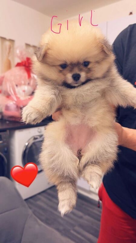 Pomeranian puppies for sale in Coventry, West Midlands – 6 weeks old