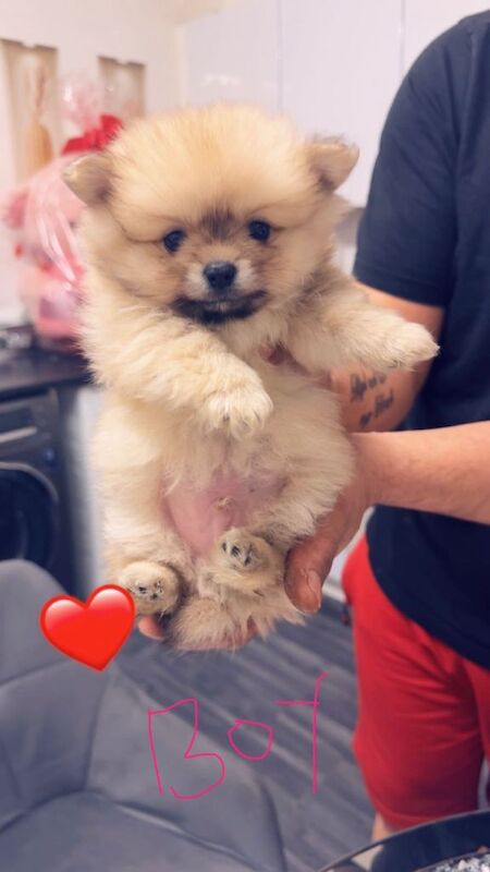 Puppies pomerian - Image 2 of 4