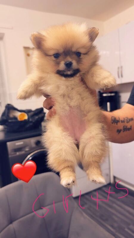 Puppies pomerian - Image 3 of 4