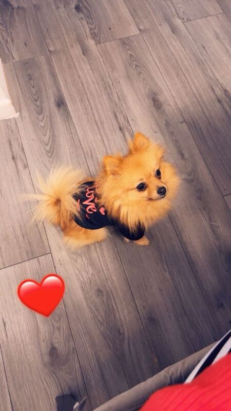 Puppies pomerian - Image 4 of 4