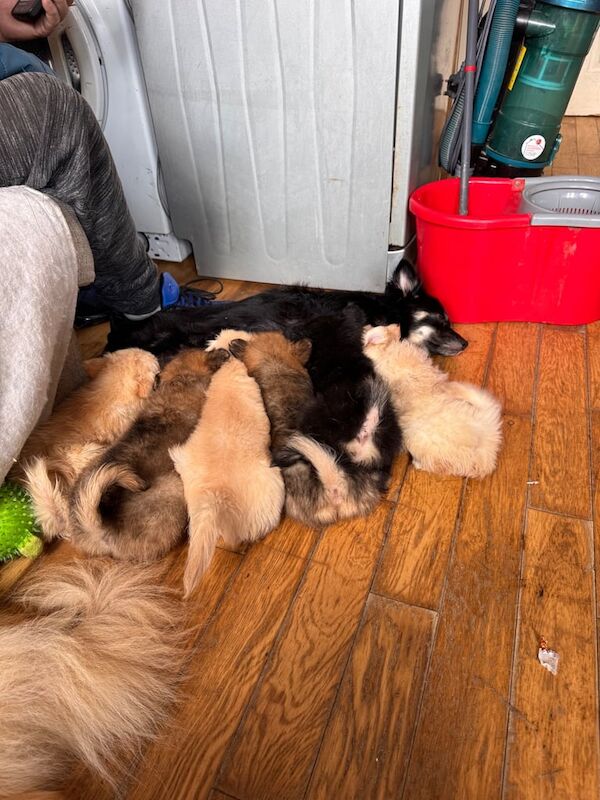 Pomeranian puppies for sale in Redbridge, Greater London – 8 weeks old