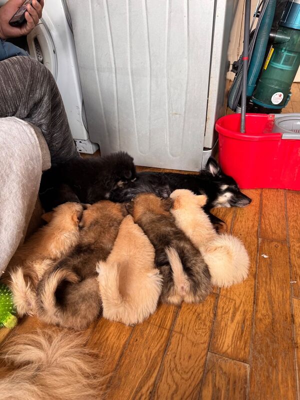 Pomeranian puppies for sale in Redbridge, Greater London – 8 weeks old - Image 2 of 3