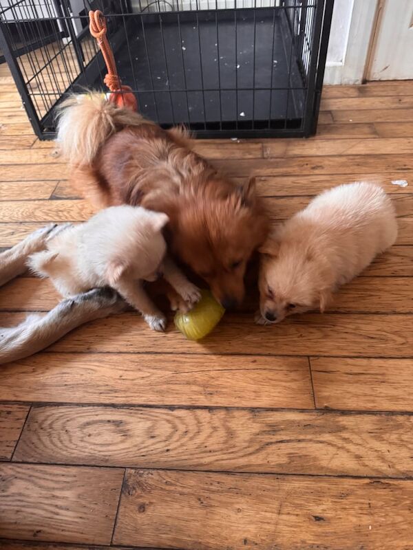 Pomeranian puppies for sale in Redbridge, Greater London – 8 weeks old - Image 3 of 3