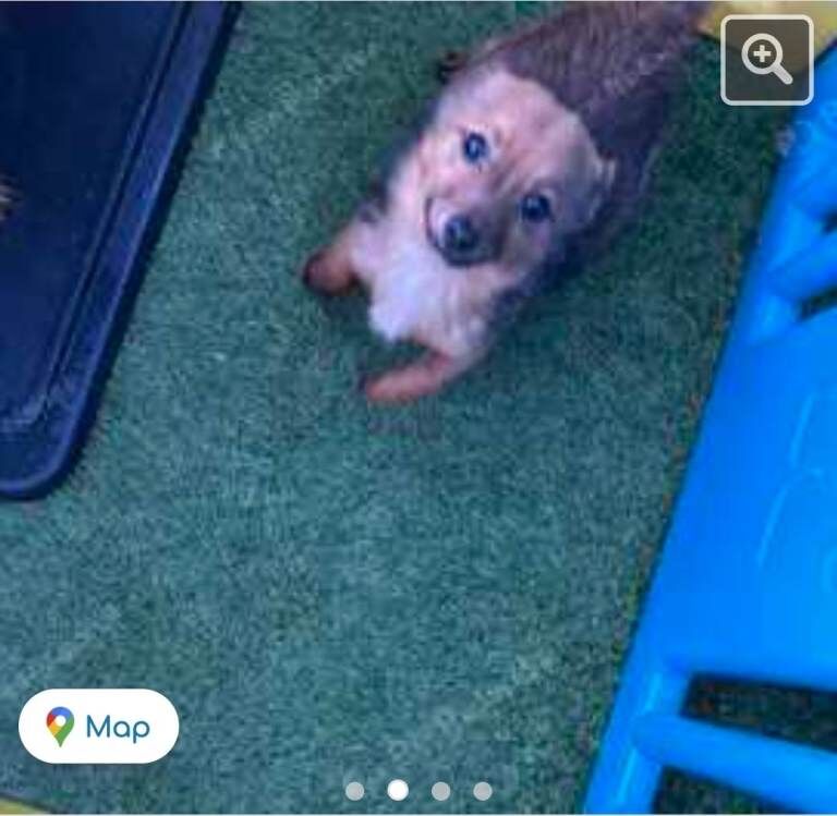 Pomeranian puppies for sale in Walthamstow, Greater London – 3 months old