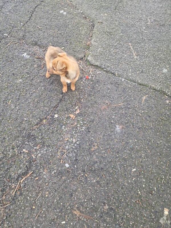 Pomeranian puppies for sale in Walthamstow, Greater London – 3 months old