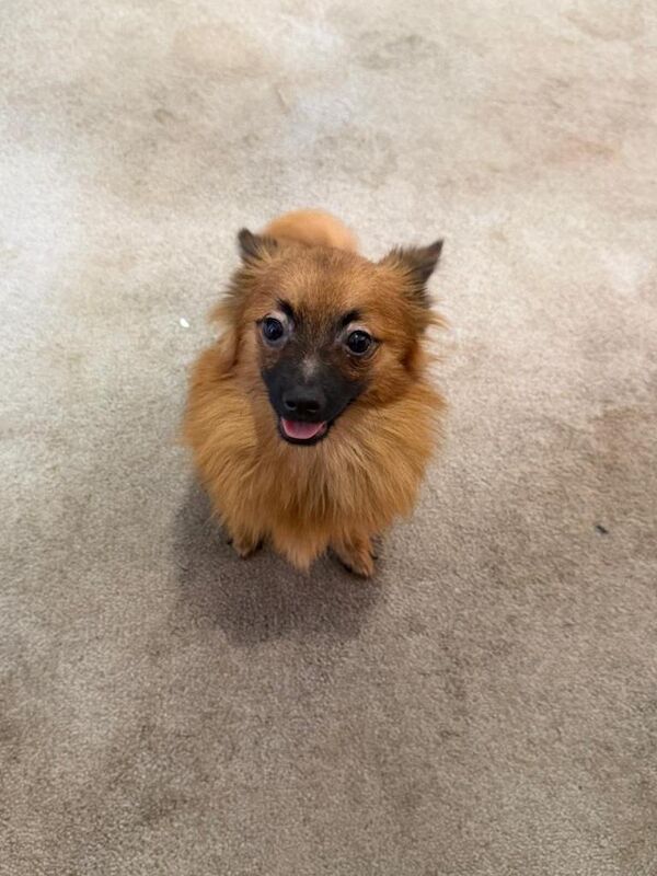 Puppy