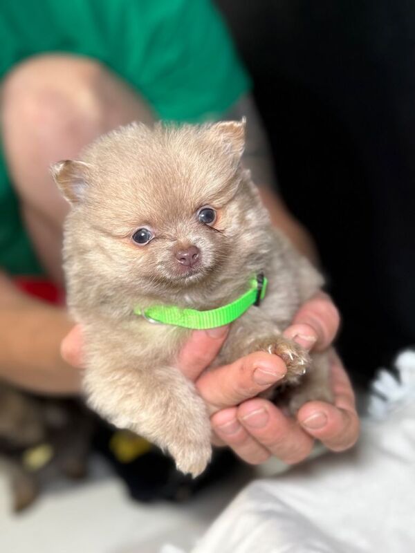 Puppy