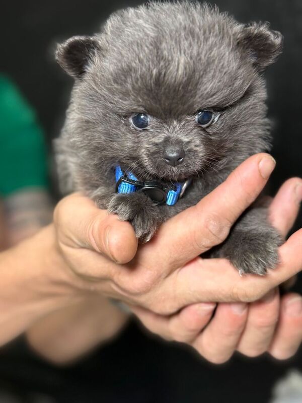 Puppy - Image 2 of 5