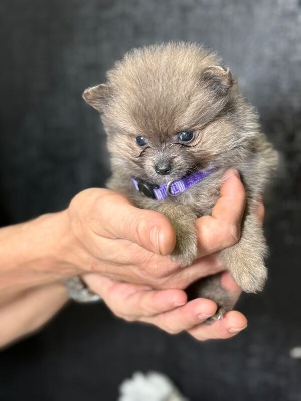 Puppy - Image 3 of 5