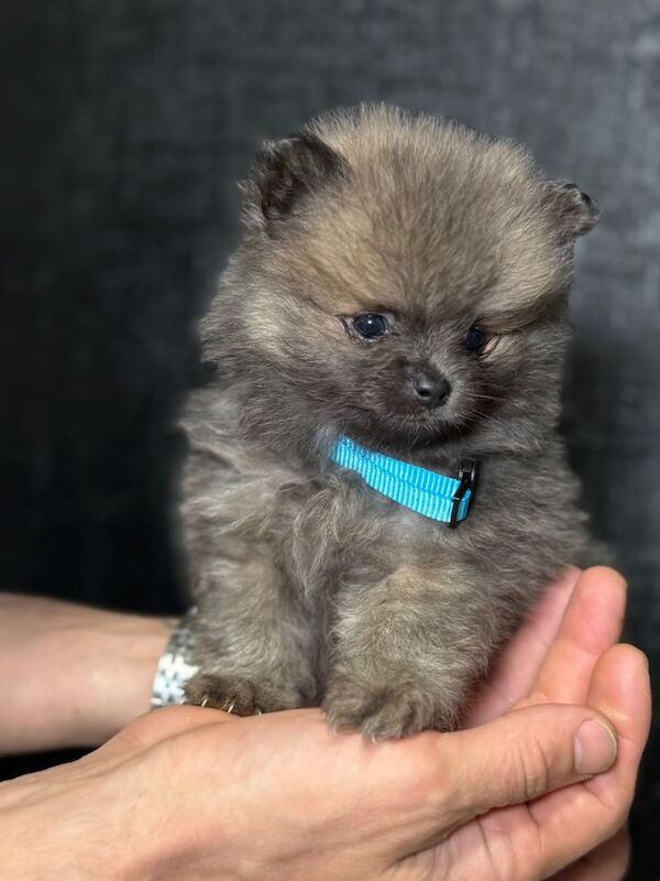 Puppy - Image 4 of 5