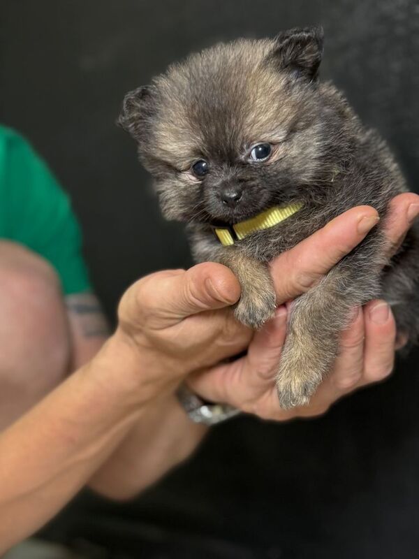 Puppy - Image 5 of 5