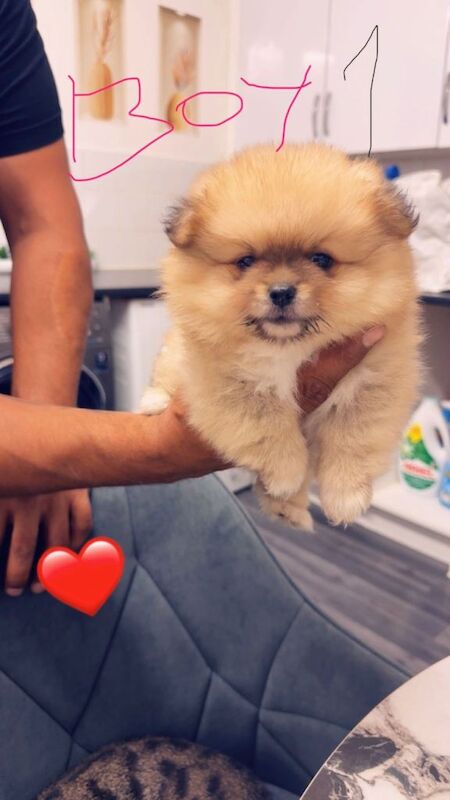 Pomeranian Puppies For Sale
