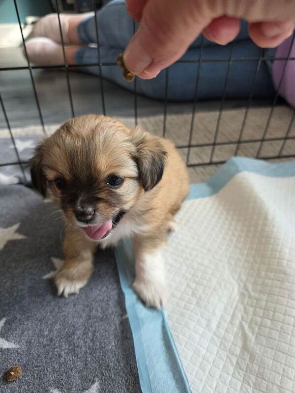 Puppy