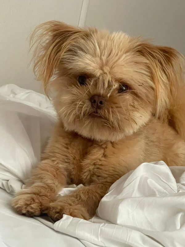 Puppy for sale in Clitheroe, Lancashire