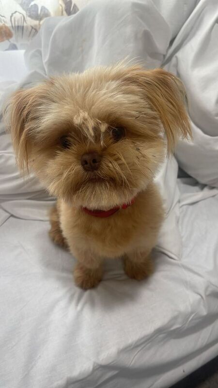 Puppy for sale in Clitheroe, Lancashire | Image 2