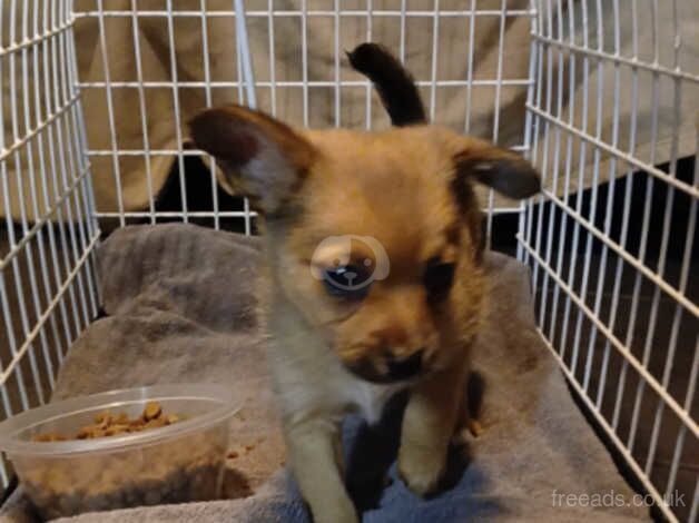 Pomeranian puppies for sale in Warrington, Cheshire – 1 year old - Image 2 of 3