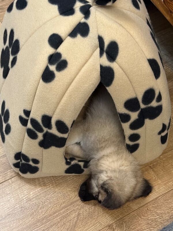 Pomeranian puppies for sale in Prestwich, Greater Manchester – 3 months old - Image 2 of 3