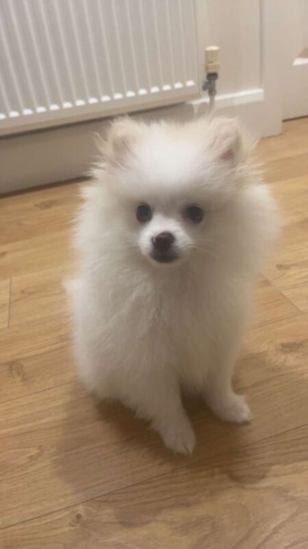 Puppy looking for a new home