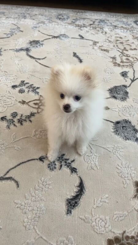 Puppy looking for a new home - Image 2 of 4