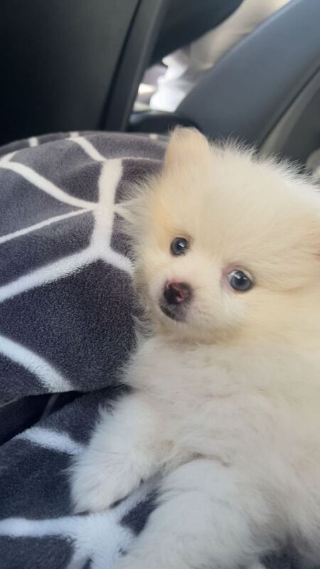Puppy looking for a new home - Image 3 of 4