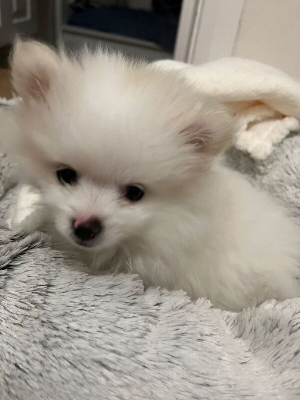 Puppy looking for a new home - Image 4 of 4