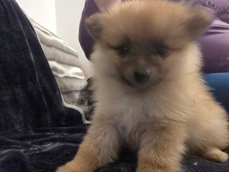 Pomeranian puppies for sale in Aberdeen, City of Aberdeen – 11 months old - Image 2 of 3